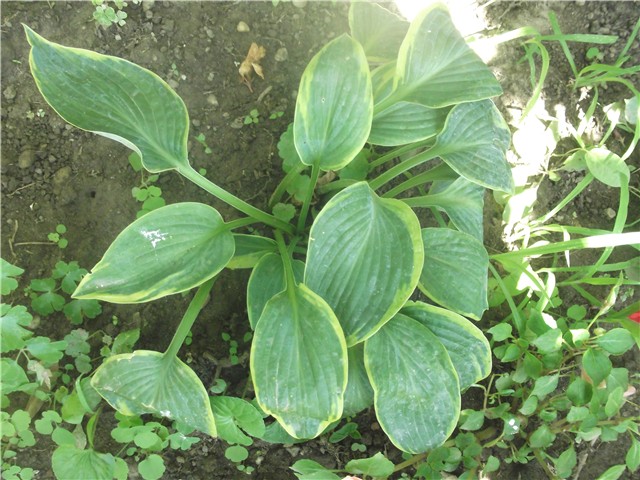 hhosta